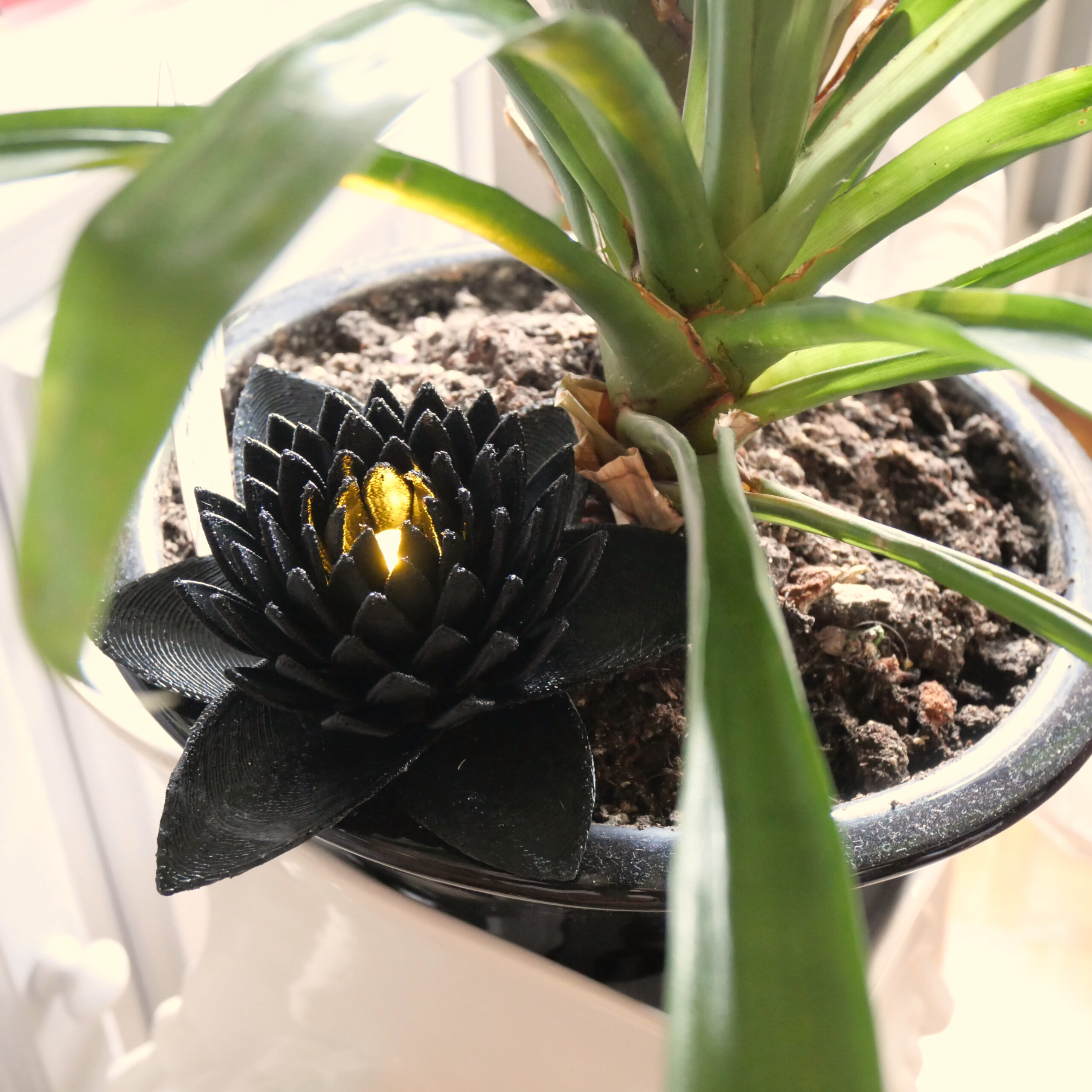 Luz de Loto Negra Ónice - Image 9